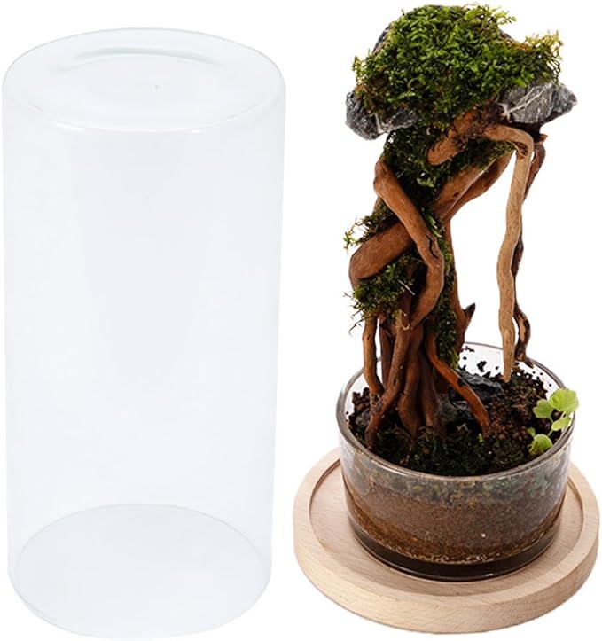 Desktop Hydroponic Ecosystem Bottle Plant Glass Bottle Pots for Office Decors Air Purifications with Glass and Wood Base