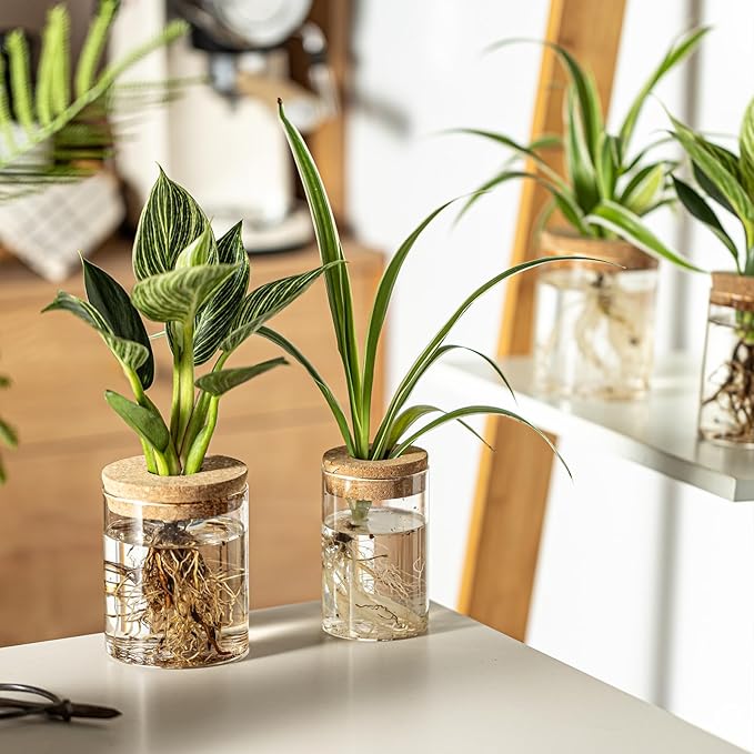 Glass Plant Propagation Stations for Plants – Set of 8(4 Large & 4 Small) Hydroponic Vases for Plant Cuttings,Flower Arrangements, Home & Office Decor–Desktop Vases for Living Room, Bedroom (8)