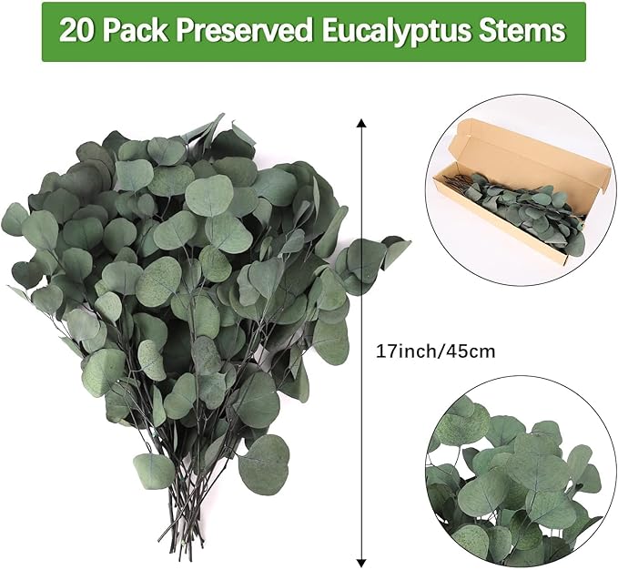 Real Eucalyptus Stems 20PCS Dried Preserved Fresh Eucalyptus Silver Dollar Leaves for Shower - Greenery Branches for Wedding Home Party Vase Filler Spring Decor