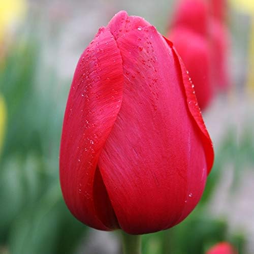 Red Impression Darwin Hybrid Tulip Flower Bulbs - 10 Bulbs per Pack - Good as Cut Flowers - Perennializing - Easy to Grow Live Plants - Outdoor Garden
