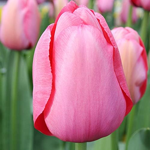 Pink Impression Tulip Flower Bulbs Value Bag - 35 Bulbs per Pack - Good as Cut Flowers - Grows Well in Containers - Naturalizing - Perennializing