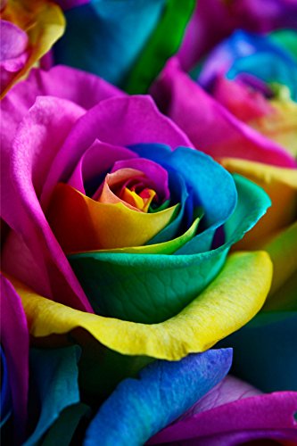 24 Premium Stems - Fresh Rainbow Roses Bouquet - by Flower Explosion