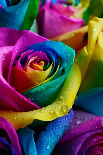 24 Premium Stems - Fresh Rainbow Roses Bouquet - by Flower Explosion