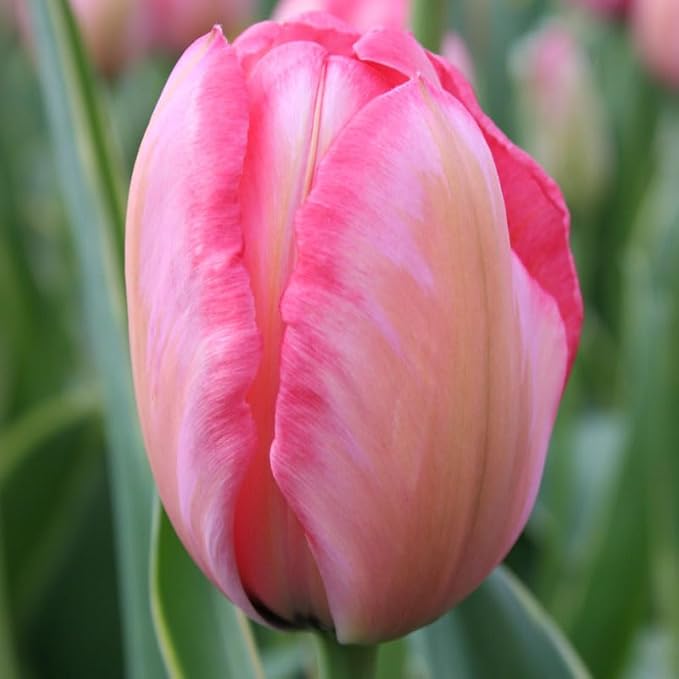 Pink Impression Tulip Flower Bulbs Value Bag - 35 Bulbs per Pack - Good as Cut Flowers - Grows Well in Containers - Naturalizing - Perennializing