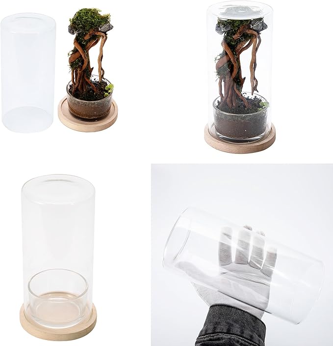 Desktop Hydroponic Ecosystem Bottle Plant Glass Bottle Pots for Office Decors Air Purifications with Glass and Wood Base