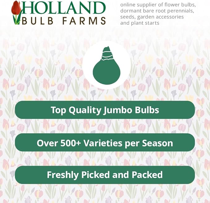 Pink Impression Tulip Flower Bulbs Value Bag - 35 Bulbs per Pack - Good as Cut Flowers - Grows Well in Containers - Naturalizing - Perennializing