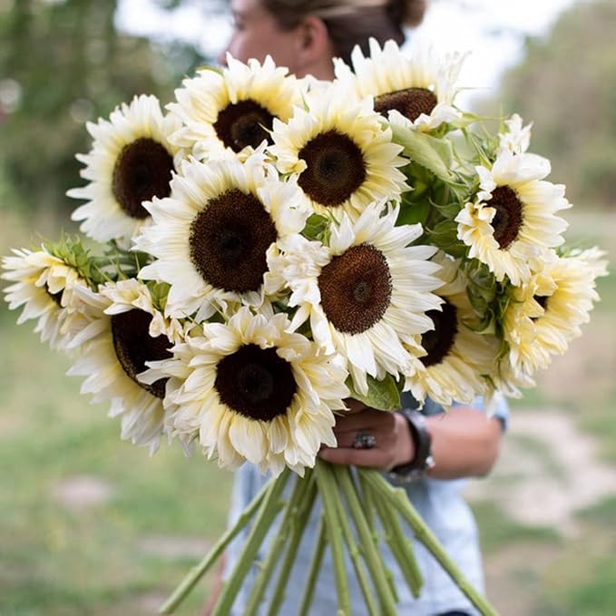 Hollyone Large Silk White Sunflowers Artificial Flowers 26" Long Stem Sunflowers Fake Flowers 6PCS Faux Vintage Fall Sunflowers Bouquet Bulk for Home Wedding Birthday Party Centerpieces Decorations