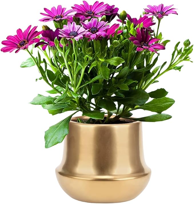 Brass Gold Plant Pot Indoor Planter Small Flower Pot 6 inch Ceramic Plant Flower Pot Container Decorative Gold Pots for All House Plants ,Succulents,Flowers and Cactus, Small 5.9‘’