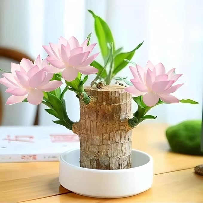 Lucky Wood Plant, Small Indoor Plant, Brazilian Wood Plants, About to Sprout, Office Desk Ornaments, Kitchen, Living Room, Home Decoration