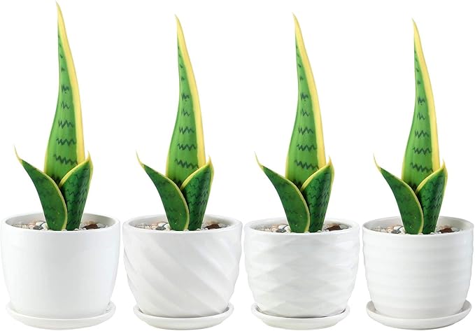 sietpoek Plant Pots - 4.7 Inch Cylinder Ceramic Planters with Connected Saucer, Pots for Succuelnt and Little Snake Plants, Set of 4, White