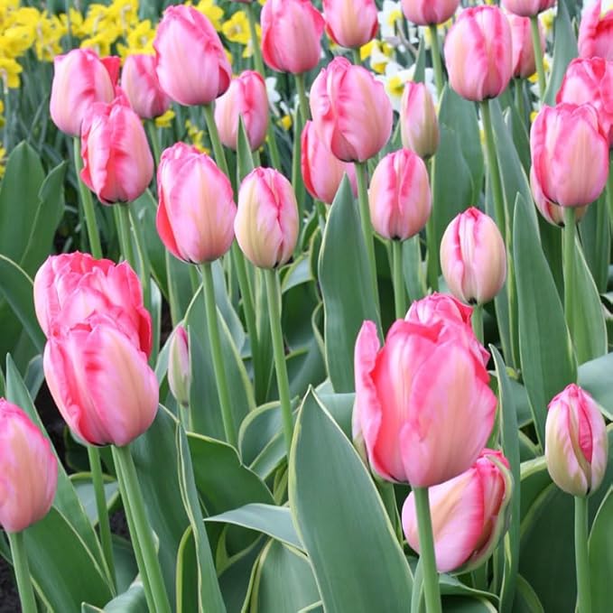 Pink Impression Tulip Flower Bulbs Value Bag - 35 Bulbs per Pack - Good as Cut Flowers - Grows Well in Containers - Naturalizing - Perennializing