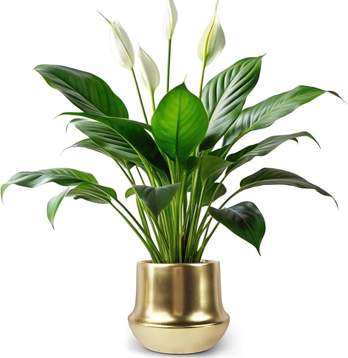 Brass Gold Plant Pot Indoor Planter Small Flower Pot 6 inch Ceramic Plant Flower Pot Container Decorative Gold Pots for All House Plants ,Succulents,Flowers and Cactus, Small 5.9‘’