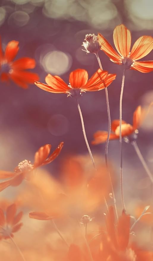 6 Pcs Artificial Calliopsis Flowers Fake Silk Flower Table Kitchen Home Garden Party Wedding Decoration Approx 24'' High Warm Autumn Orange No Vase