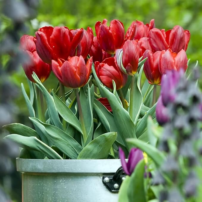 Red Impression Darwin Hybrid Tulip Flower Bulbs - 10 Bulbs per Pack - Good as Cut Flowers - Perennializing - Easy to Grow Live Plants - Outdoor Garden