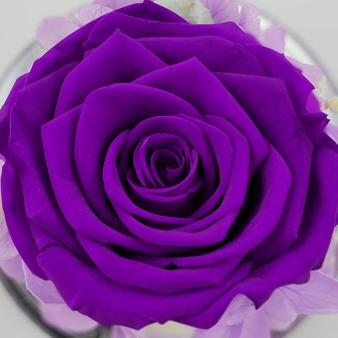 Sunia Preserved Flower Rose Gift for Women - Mother's Day Birthday Gifts for Mom Wife Grandma, Glass Angel Figurines Forever Real Roses Gifts for Her Valentine Day Thanksgiving (Purple)