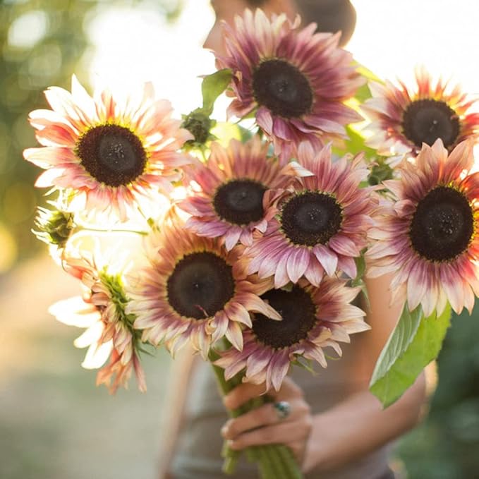 Hollyone Large Silk Pink Sunflowers Artificial Flowers 26" Long Stem Artificial Sunflower 6 Pcs Tall Fake Sun Flowers Vintage Faux Sunflowers Bulk with Stem for Home Wedding Birthday Party Decor