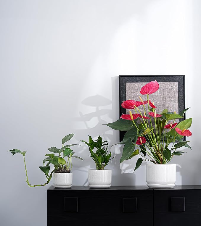 Ton Sin Plant Pots, 4.1+5.1+6.5 inch, Set of 3, Ceramic Planters with Drainage Hole and Saucer, Indoor Flower Pot with Drainage Hole, Gifts for Mom(Reactive Glaze White)