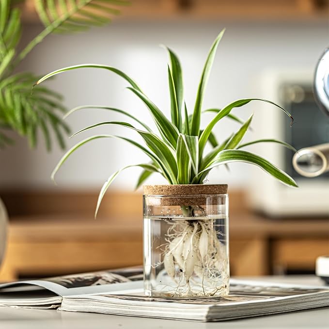 Glass Plant Propagation Stations for Plants – Set of 8(4 Large & 4 Small) Hydroponic Vases for Plant Cuttings,Flower Arrangements, Home & Office Decor–Desktop Vases for Living Room, Bedroom (8)