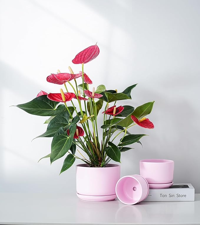 Ton Sin Pink Flower Pots,Ceramic Planter Pot for Indoor Plants,Set of 3 Flower Pot with Drainage Holes and Tray,Cute House Plant Pot for Succulent, Orchid, Cactus(Matte Pink)