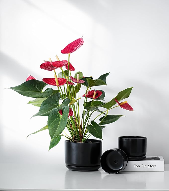 Ton Sin Black Ceramic Pots for Plants, 4.4+5.4+6.9 Inch, Planters with Drainage Hole and Saucer, Indoor Flower Pots for Succulents, African Violets, Small House Plants