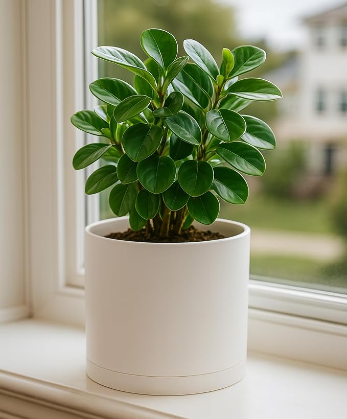 D'vine Dev 8 Inch Plastic Planter Pots for Plant Pot with Drainage Hole and Seamless Saucers, Oatmeal, 74-X-H-1