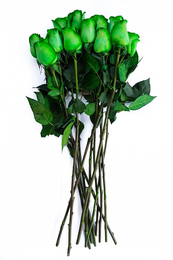 24 Stems - Fresh Cut Tinted Green Roses for Christmas Holidays from Flower Explosion