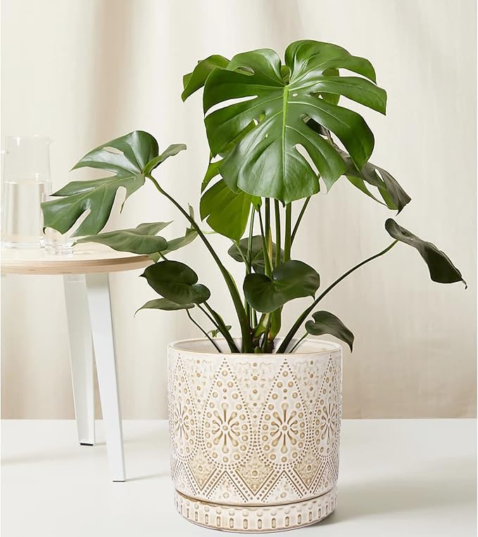 8 Inch Indoor Plant Pot with Drainage Holes and Saucers, Ceramic Planter for Plants, Succulent Orchid Flower Pots