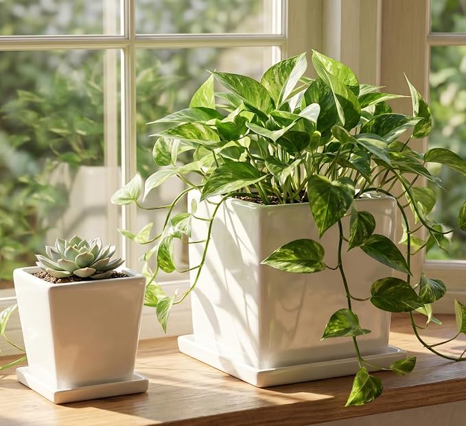 White Ceramic Plant Pots with Saucers, 6 Inch Square Planter Pots Set of 2, Modern Minimalist Medium Flower Pots for Indoor Plants, Snake Plants, Monstera, Home Decor
