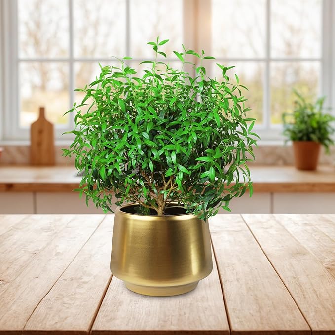 Gold Planter Flower Pots 6 inch Decorative Plant Pots for Indoor Gold Brass Succulent Plant Pots Containers (Dia 6 inch), Small 5.9‘’