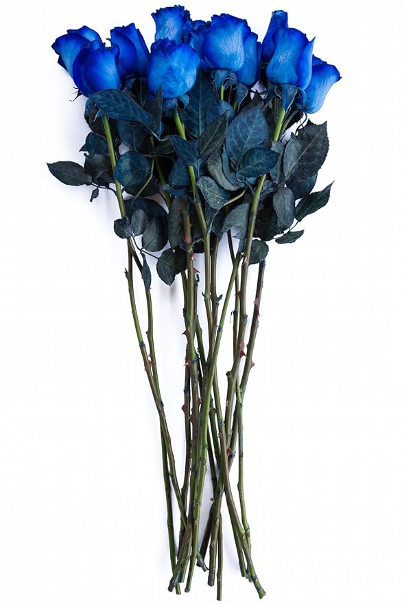 FRESH Blue Roses Bouquet by Flower Explosion - 12 Stems