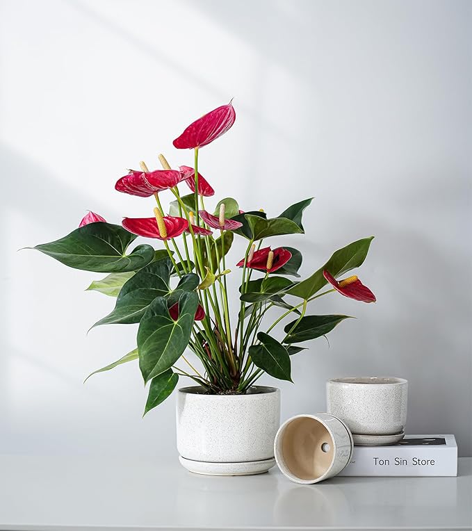 Ton Sin Plant Pots, 4.1+5.1+6.5 inch, Set of 3, Ceramic Planters with Drainage Hole and Saucer, Indoor Flower Pot with Drainage Hole, Gifts for Mom(Reactive Glaze White)