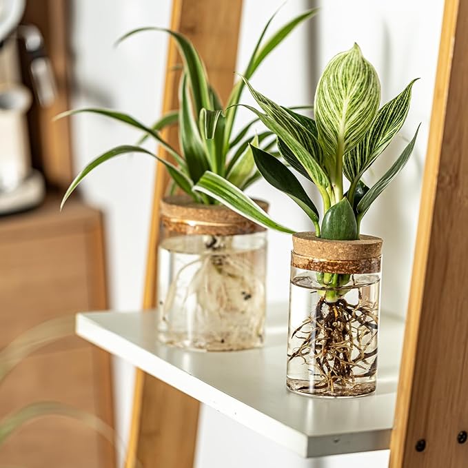 Glass Plant Propagation Stations for Plants – Set of 8(4 Large & 4 Small) Hydroponic Vases for Plant Cuttings,Flower Arrangements, Home & Office Decor–Desktop Vases for Living Room, Bedroom (8)