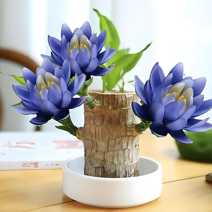 Lucky Wood Plant, Brazilian Wood Plants, About to Sprout, Small Indoor Plant, Office Desk Ornaments, Kitchen, Living Room, Home Decoration Blue