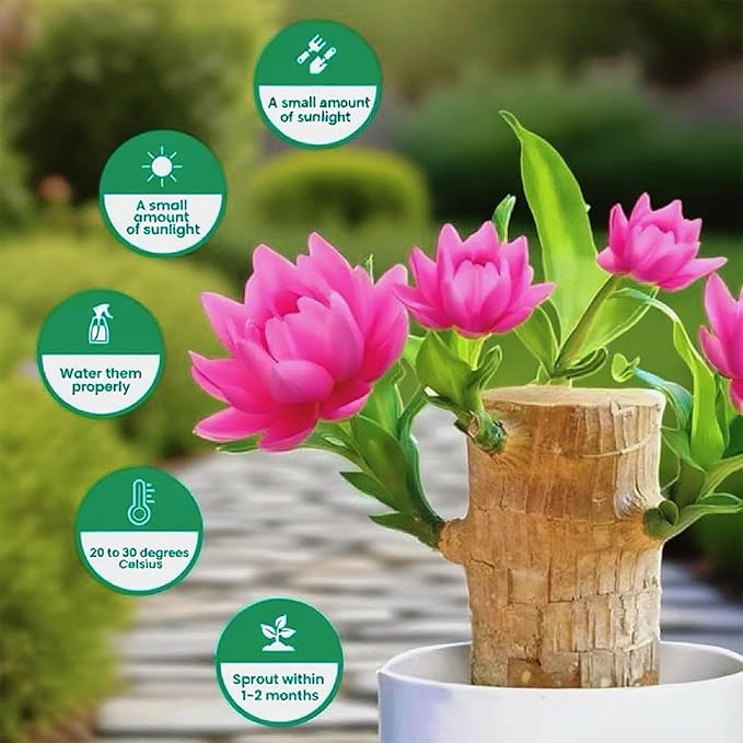 Lucky Wood Plant, Small Indoor Plant, Brazilian Wood Plants, About to Sprout, Office Desk Ornaments, Kitchen, Living Room, Home Decoration
