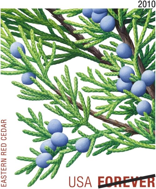 Holiday Evergreen Stamps by Forever - Pane of 20 for Festive Mailings