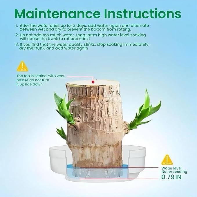 Lucky Wood Plant, Small Indoor Plant, Brazilian Wood Plants, About to Sprout, Office Desk Ornaments, Kitchen, Living Room, Home Decoration