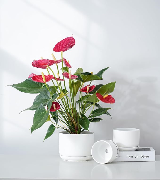 Ton Sin Ceramic Pots for Plants, 4.4+5.4+6.9 Inch Set of 3, Matte White Flower Pot & Plant Pot with Drainage Hole Saucer, Small Indoor Planters for Succulent Cactus, Home Decor Gift