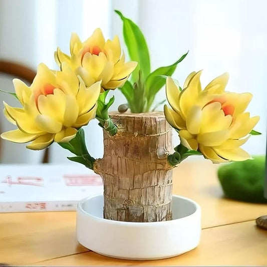 Lucky Wood Plant, Small Indoor Plant, Brazilian Wood Plants, About to Sprout, Office Desk Ornaments, Kitchen, Living Room, Home Decoration