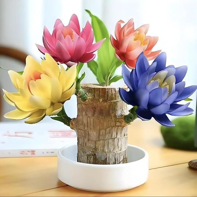 Lucky Wood Plant, Indoor Plant, Brazilian Wood Plants, About to Sprout, Office Desk Ornaments, Kitchen, Living Room (Mixing)