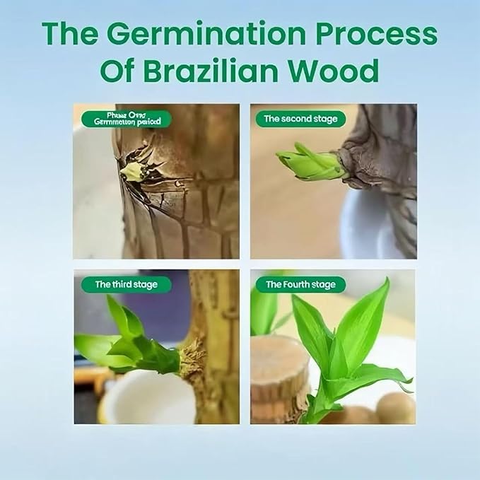 Lucky Wood Plant, Small Indoor Plant, Brazilian Wood Plants, About to Sprout, Office Desk Ornaments, Kitchen, Living Room, Home Decoration