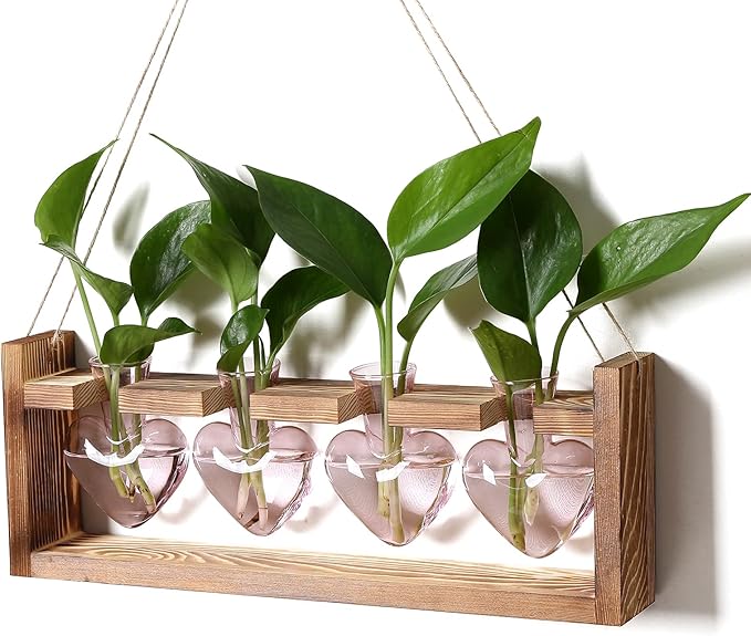 Heart Plant Terrarium Kit Gift for Women Plant Lover Glass Vases