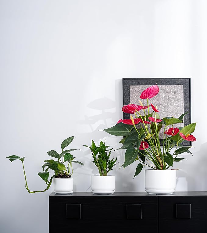 Ton Sin Ceramic Pots for Plants, 4.4+5.4+6.9 Inch Set of 3, Matte White Flower Pot & Plant Pot with Drainage Hole Saucer, Small Indoor Planters for Succulent Cactus, Home Decor Gift
