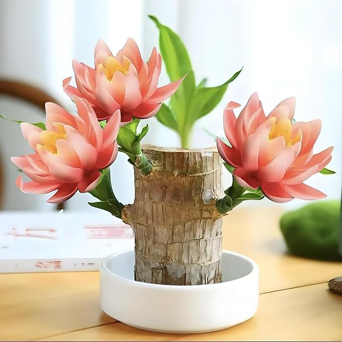 Lucky Wood Plant, Small Indoor Plant, Brazilian Wood Plants, About to Sprout, Office Desk Ornaments, Kitchen, Living Room, Home Decoration