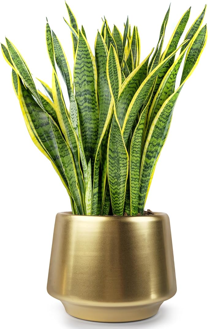 Gold Planter Flower Pots 6 inch Decorative Plant Pots for Indoor Gold Brass Succulent Plant Pots Containers (Dia 6 inch), Small 5.9‘’
