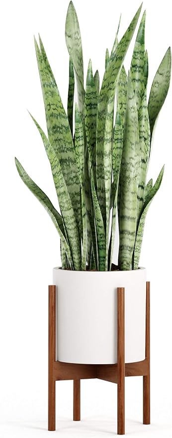 Fox & Fern Mid Century Plant Stand — 10 Inch Fixed Size Wooden Plant Stand for Indoor Planters (Not Included) - Raised Flower Pot Holder for Indoors - Plug In Design - Two Height Options - Acacia