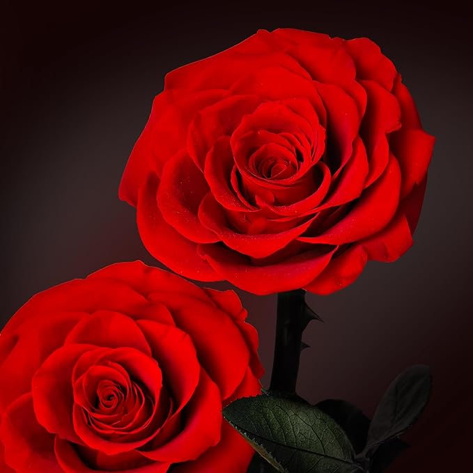 Forever Rose in Glass Dome,12.3 Inch Preserved Real Roses Gift, Long Lasting Eternal Flowers for Women, Mom, Wife, Valentine's Day, Anniversary, Red