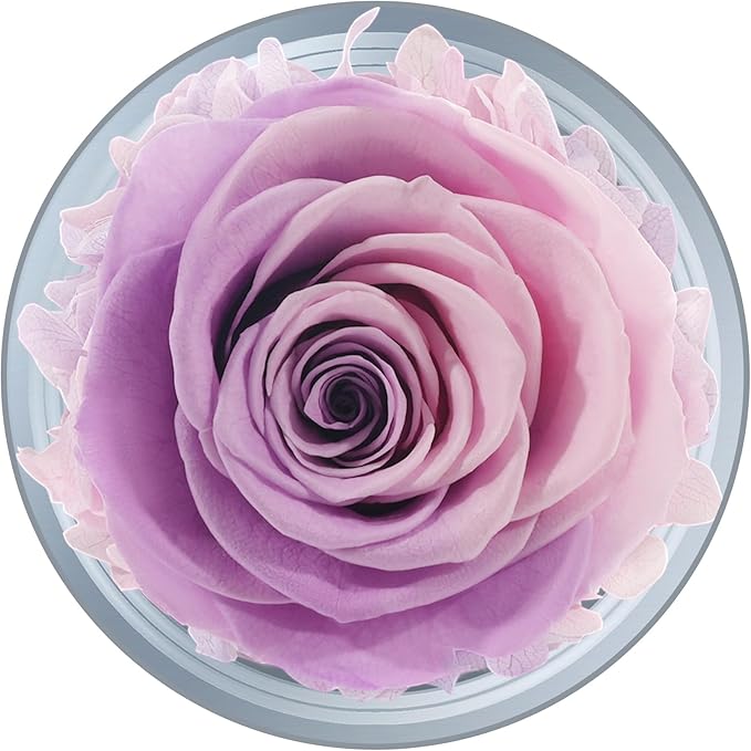 Sunia Preserved Flower Rose Gift for Women - Mother's Day Birthday Gifts for Mom Wife Grandma, Glass Angel Figurines Forever Real Roses Gifts for Her Valentine Day Thanksgiving﻿ (Pink Purple)
