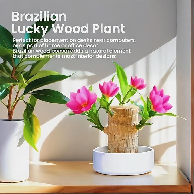 Lucky Wood Plant, Small Indoor Plant, Brazilian Wood Plants, About to Sprout, Office Desk Ornaments, Kitchen, Living Room, Home Decoration