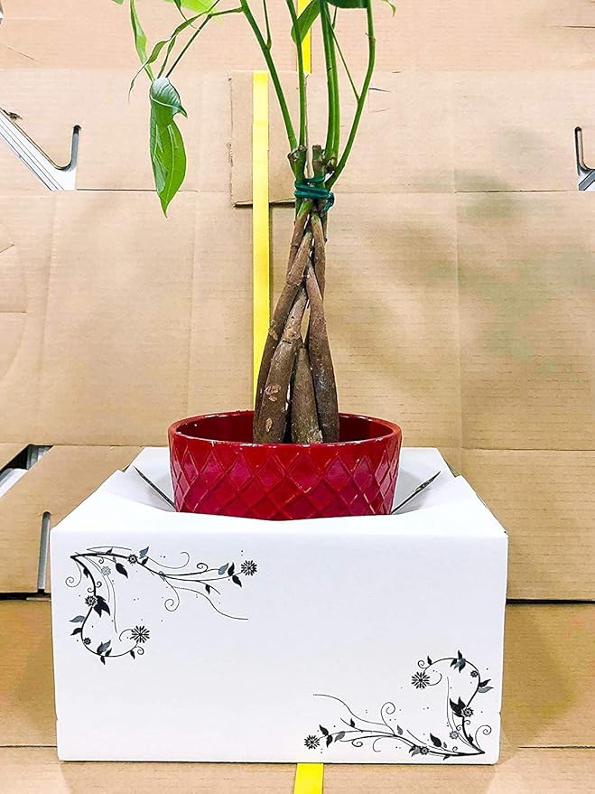 Cardboard Boxes for Delivery - Flower Delivery Boxes (8"x 8"x 4") - Sell in Bundle (10)