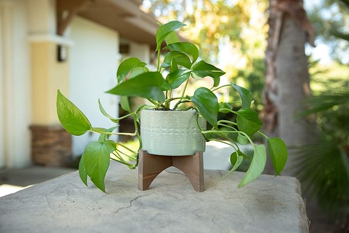 Flora Bunda 5 Inch Mayan Ceramic Planter on Wood Stand Mid Century,Matte Sage 5"